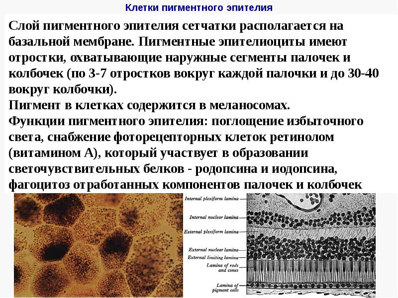 Код клетки. Пигментные клетки. Пигментные клетки функции. Функции пигментного эпителия. Пигменты в клетке.