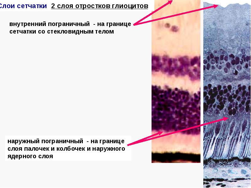 Слои сетчатки. Внутренний ядерный слой сетчатки образован. Наружный ядерный слой сетчатки образован. Внутренний пограничный слой сетчатки.