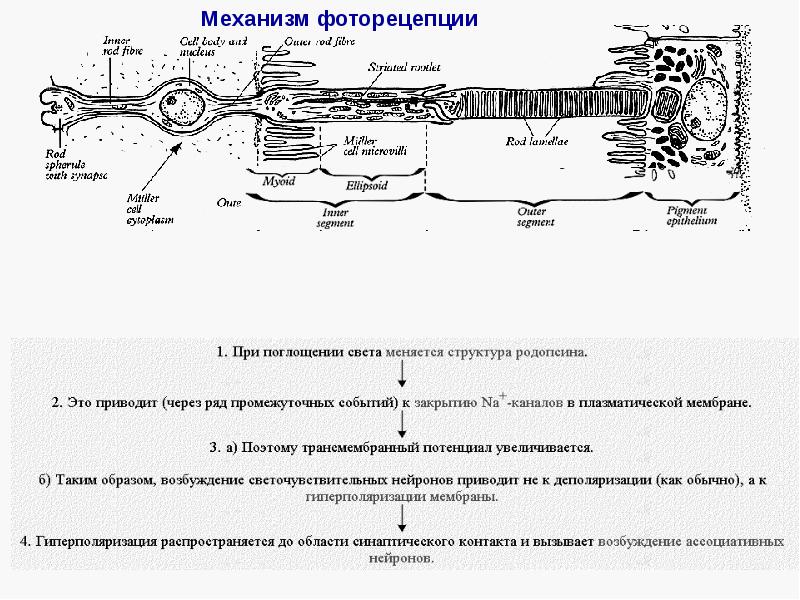 Фоторецепция. Молекулярные механизмы фоторецепции. Механизм фоторецепции схема. Механизм фоторецепции глаза. Основы фоторецепции.