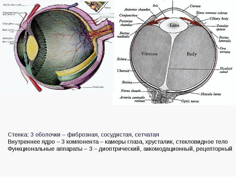 Структуры периферического отдела зрительного анализатора