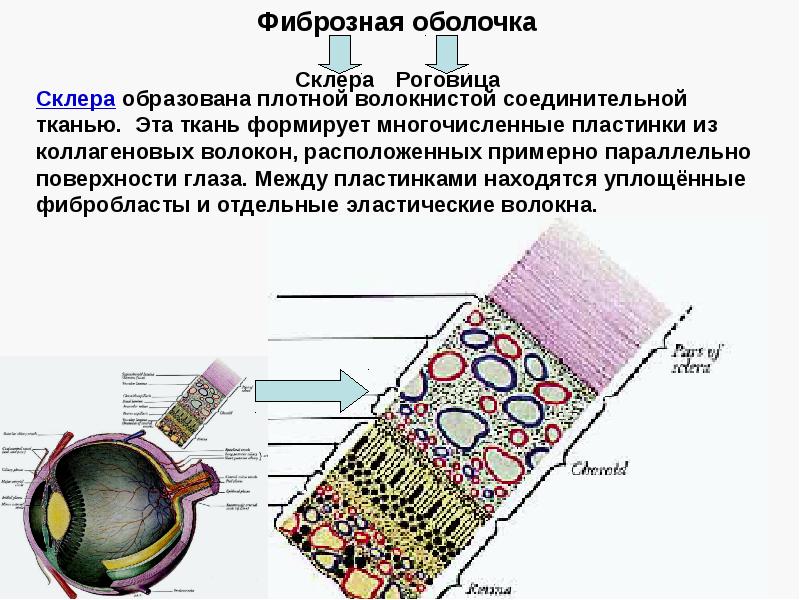 Периферический анализатор. Склера образована плотной соединительной тканью. Анализатор содержит отделы:. Периферический отдел глаза. Периферический отдел примеры.