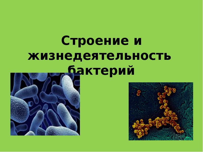 Жизнедеятельность бактерий 5. Строение и жизнедеятельность бактерий. Строениеижизнидеятельностьбактерий. Строение и жизнедеятельность бактерий 5 класс. Процессы жизнедеятельности бактерий.