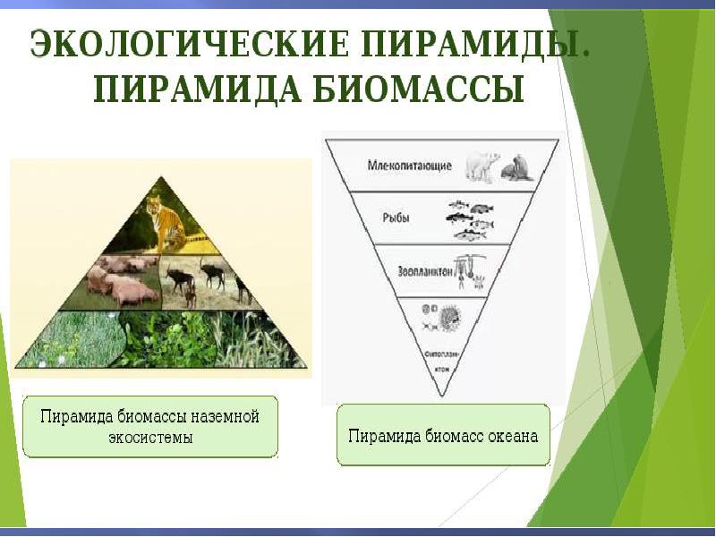 Схема экологической пирамиды