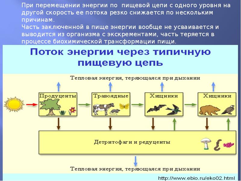 Презентация цепи питания поток энергии 7 класс латюшин