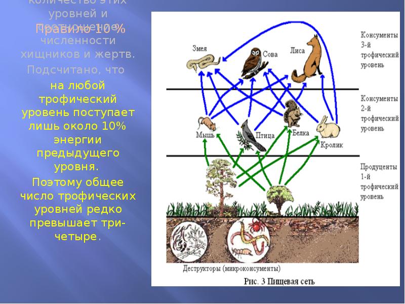 На более высокий трофический уровень переходит