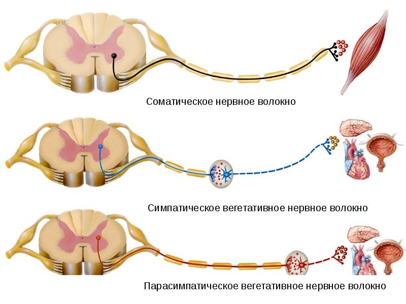 Соматическая нервная система презентация