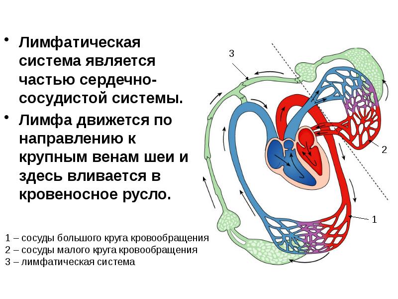 Состав лимфы схема