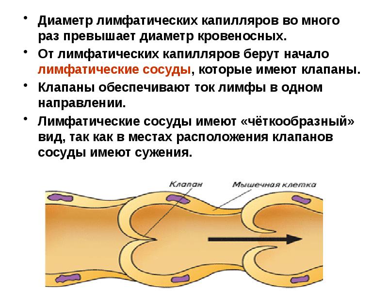 Схема строения лимфатического сосуда