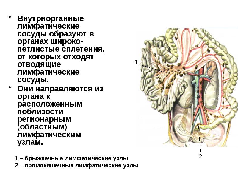 Лимфатические сосуды презентация