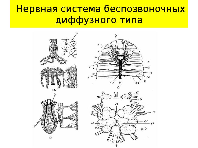 К какому типу относят животных схема нервной системы которых изображена на рисунке