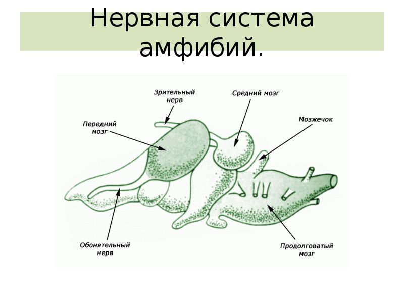 Нервная система животных презентация