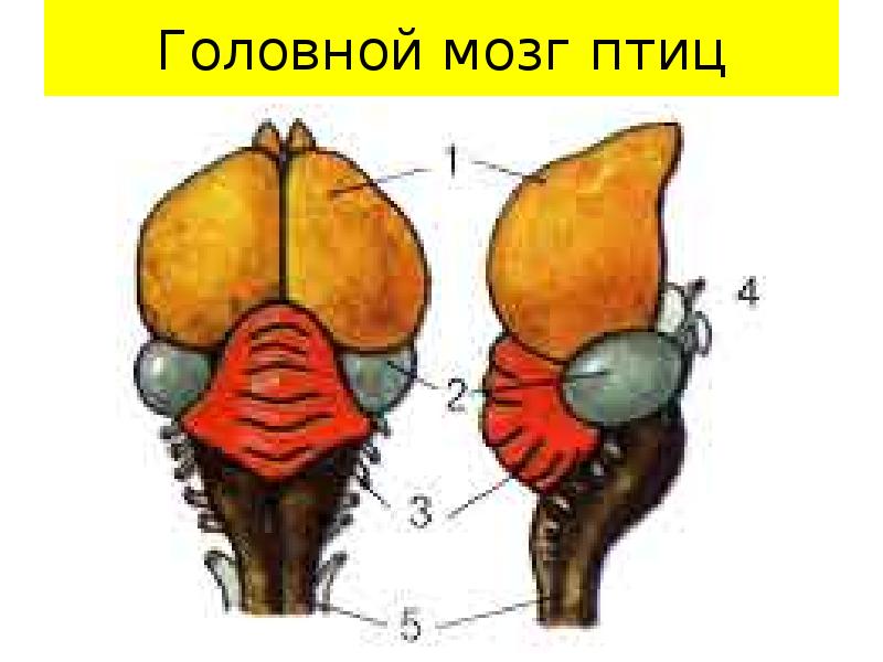 На рисунке головной мозг позвоночных мозжечок обозначен цифрой