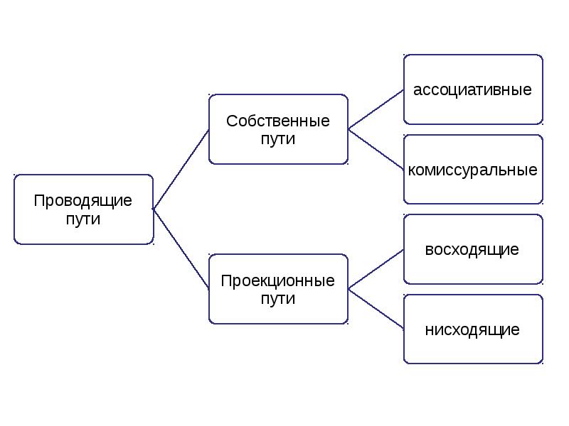 Мышление презентация по анатомии