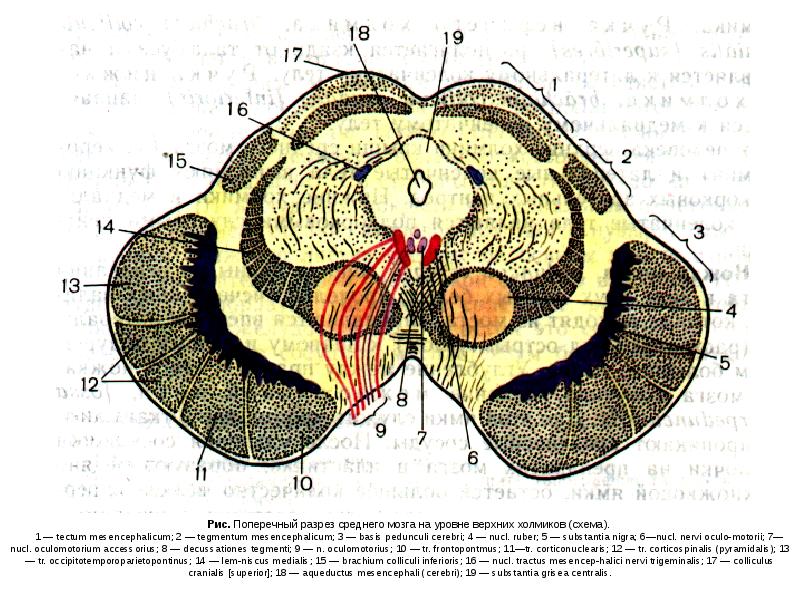 Средний мозг схема