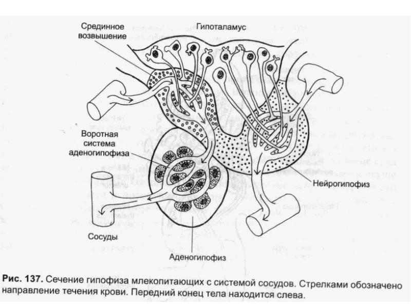 Гипофиз у животных презентация