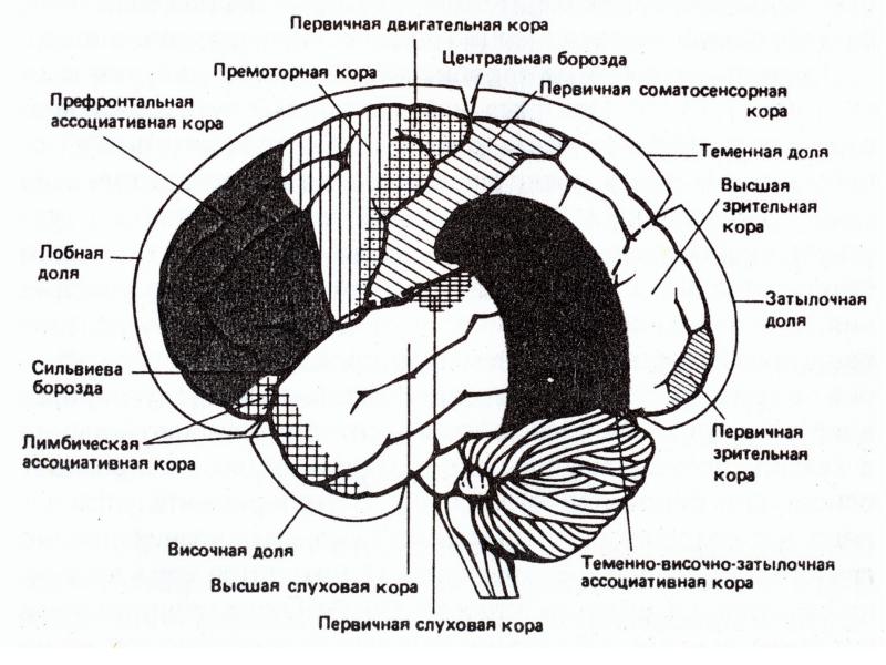 Анатомия цнс презентация