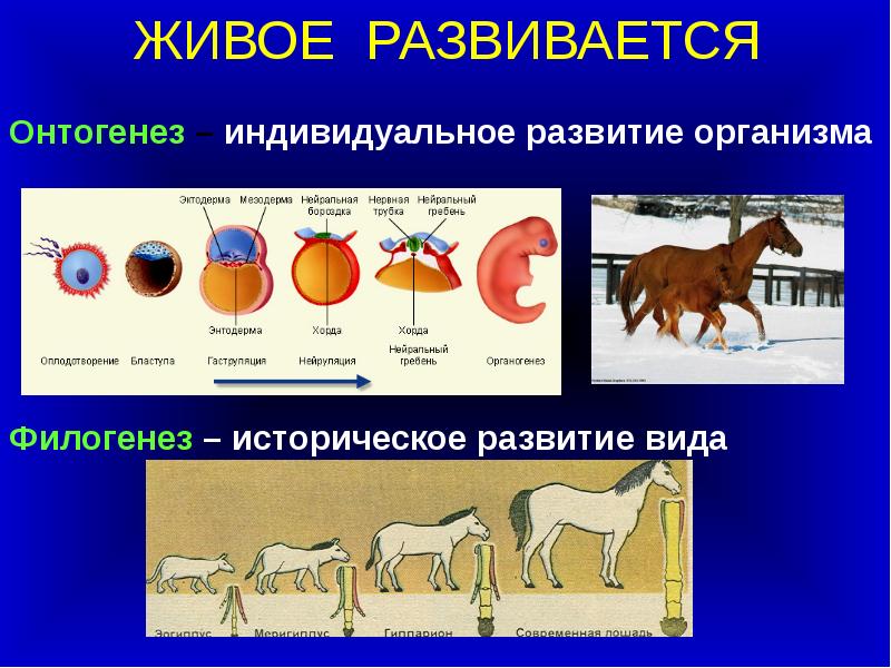 Основные этапы развития организмов