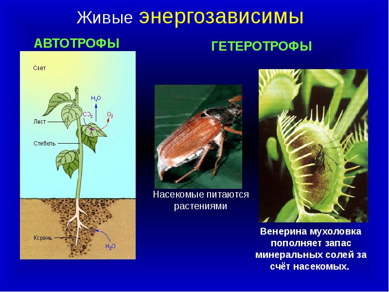 Организм питающийся растениями. Растения гетеротрофы. Гетеротрофы насекомые. Растения гетеротрофы примеры. Какие растения питаются гетеротрофно.