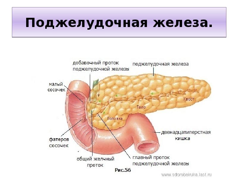 Работа поджелудочной железы. Строение поджелудочной железы вид сзади. Сальниковый бугор поджелудочной железы. К поджелудочной железе сзади прилежат. Хвост поджелудочной железы латынь.