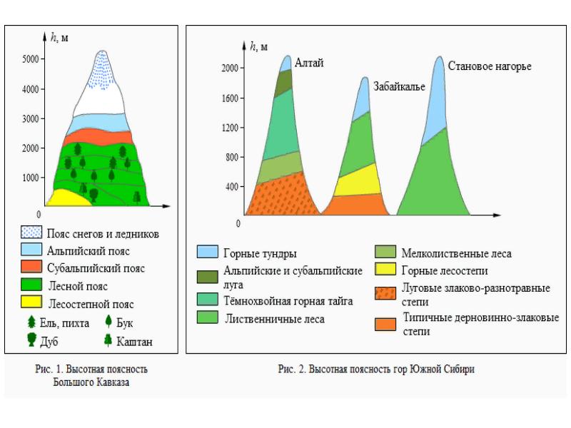 Схема высотной поясности алтая