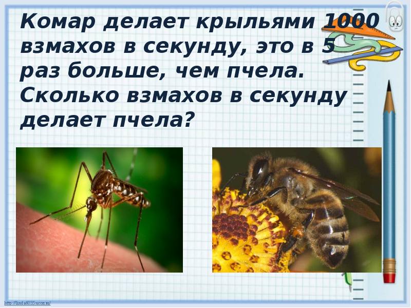 Частота взмахов крыльев насекомых. Сколько взмахов в секунду делает пчела. Сколько взмахов в секунду делает Муха. Сколько взмахов крыльями делает Оса в секунду. Сколько взмахов крыльями делает медоносная пчела за минуту.