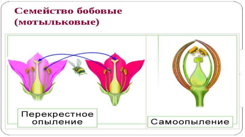 Презентация по биологии 6 класс мотыльковые