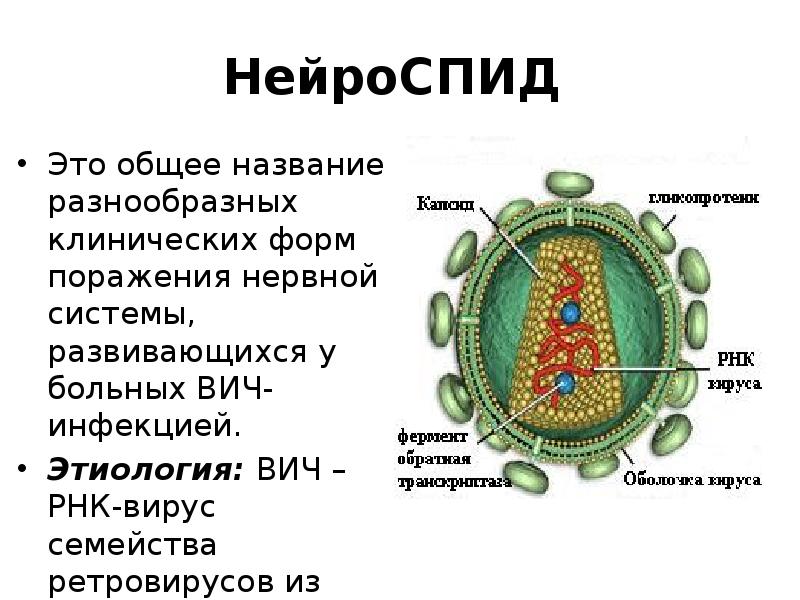 НейроСПИД
Это общее название разнообразных клинических форм поражения нервной системы, НейроСПИД
Это общее название разнообразных клинических форм поражения нервной системы,