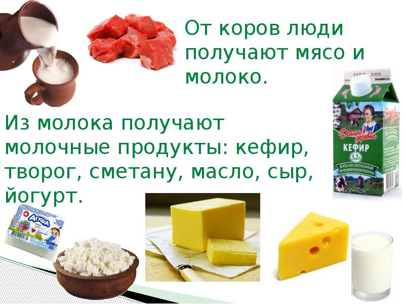 Получить молочную. Польза от коровы. Польза коровы для человека. Продукция получаемая от коровы. Что даёт корова человеку.