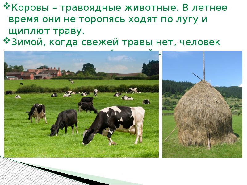 Как корова щиплет траву. Как корова щиплет траву. Коровы пасутся. Они щиплют траву. Пятнистые коровы в игре запорожье.