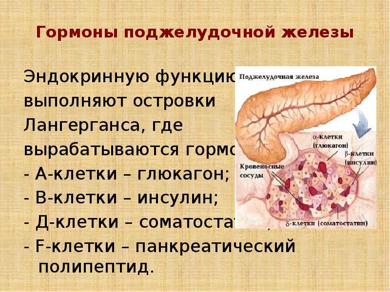 Укажи рисунок на котором изображена железа вырабатывающая гормон инсулин