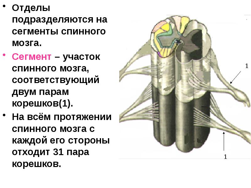 Физиология спинного мозга презентация