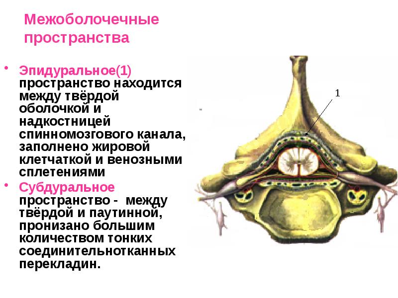 Оболочки и межоболочечные пространства спинного мозга. Эпидуральное пространство спинного мозга. Эпидуральное пространство (Spatium epidurale):. МЕЖОБОЛОЧЕЧНЫЕ пространства спинного мозга. МЕЖОБОЛОЧЕЧНЫЕ пространства головного мозга.