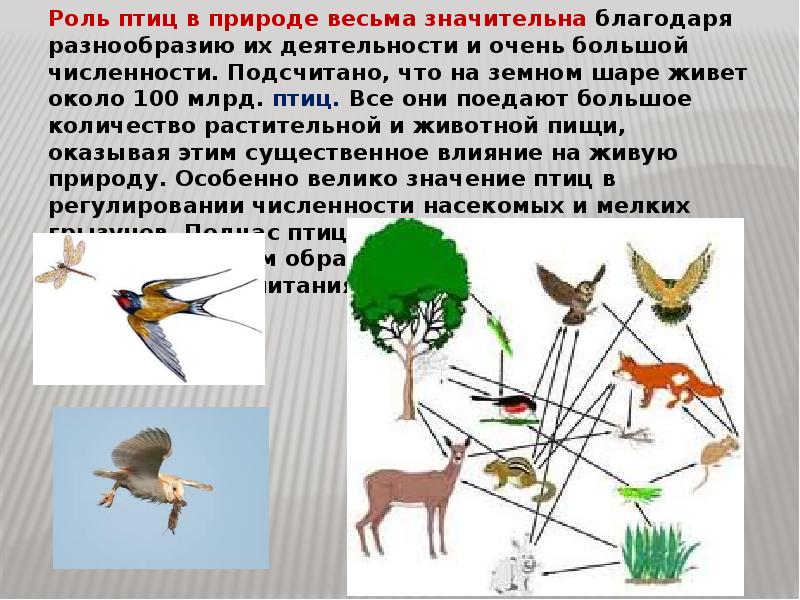 Схема значение птиц в природе и жизни человека