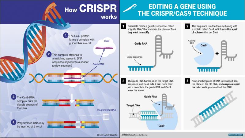 Crispr cas9 технология презентация