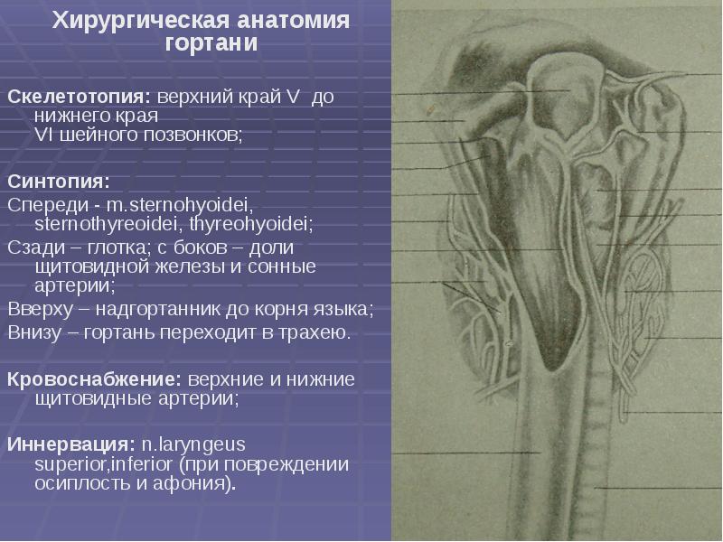 Презентация по топографической анатомии