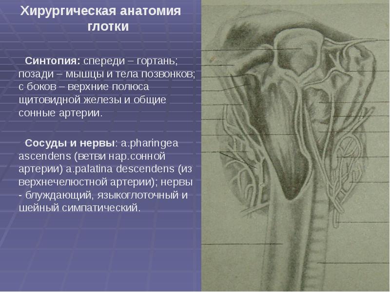 Презентация по топографической анатомии