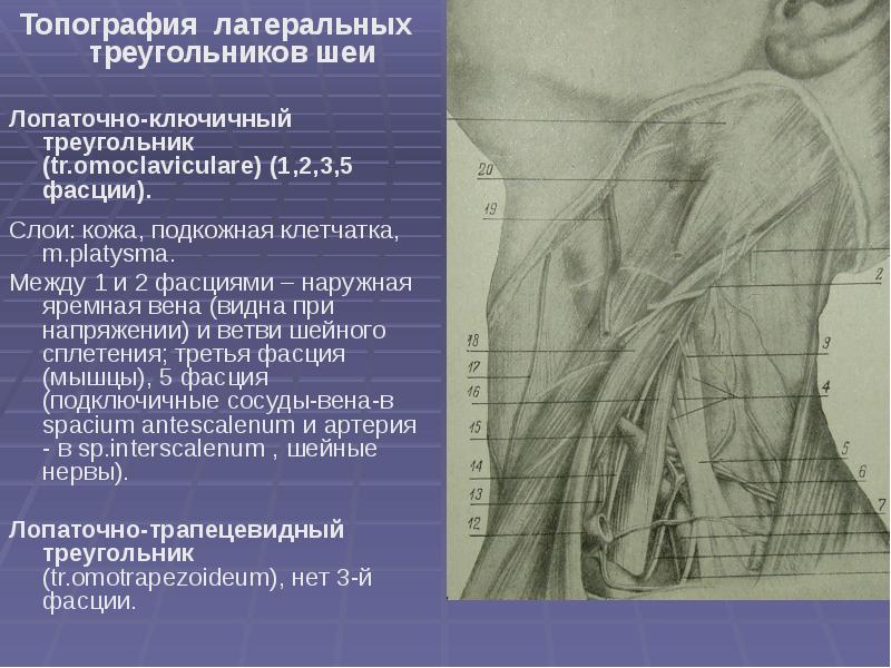 Сонный треугольник шеи ограничен. Лопаточно ключичный треугольник шеи. Треугольники и фасции шеи. Топография шеи презентация. Лопаточно ключичный треугольник шеи границы.