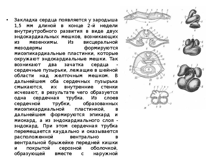 Развитие сердца презентация