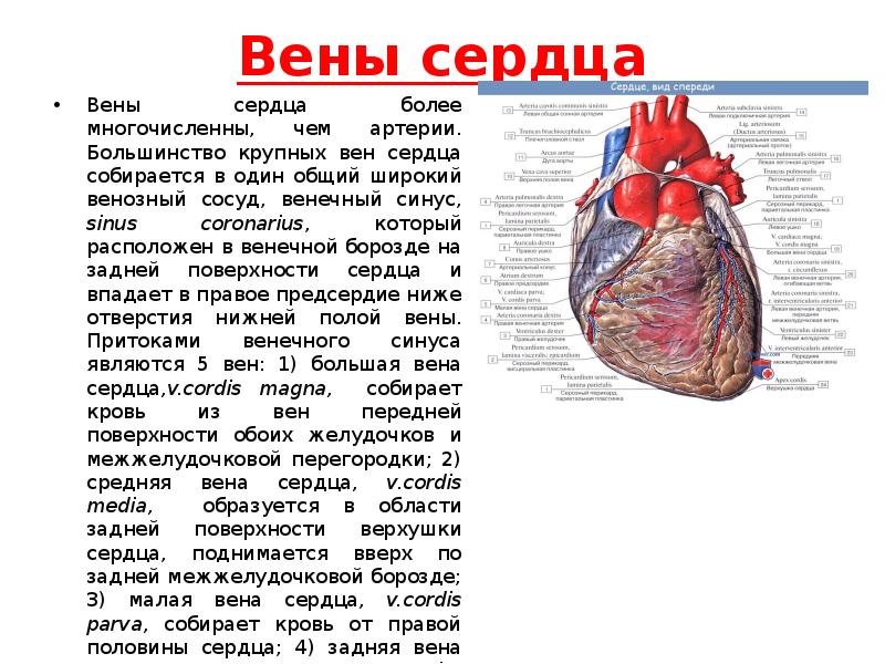 Cordis латынь. Венечный венозный синус сердца. Вена системы венечного синуса сердца. Венечный синус правого предсердия. Коронарные артерии венечные вены.