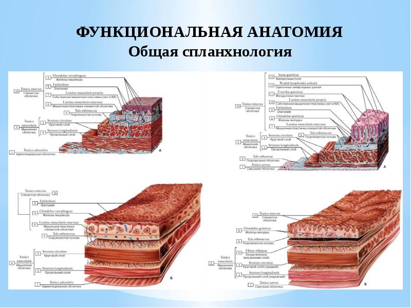 ФУНКЦИОНАЛЬНАЯ АНАТОМИЯ Общая спланхнология