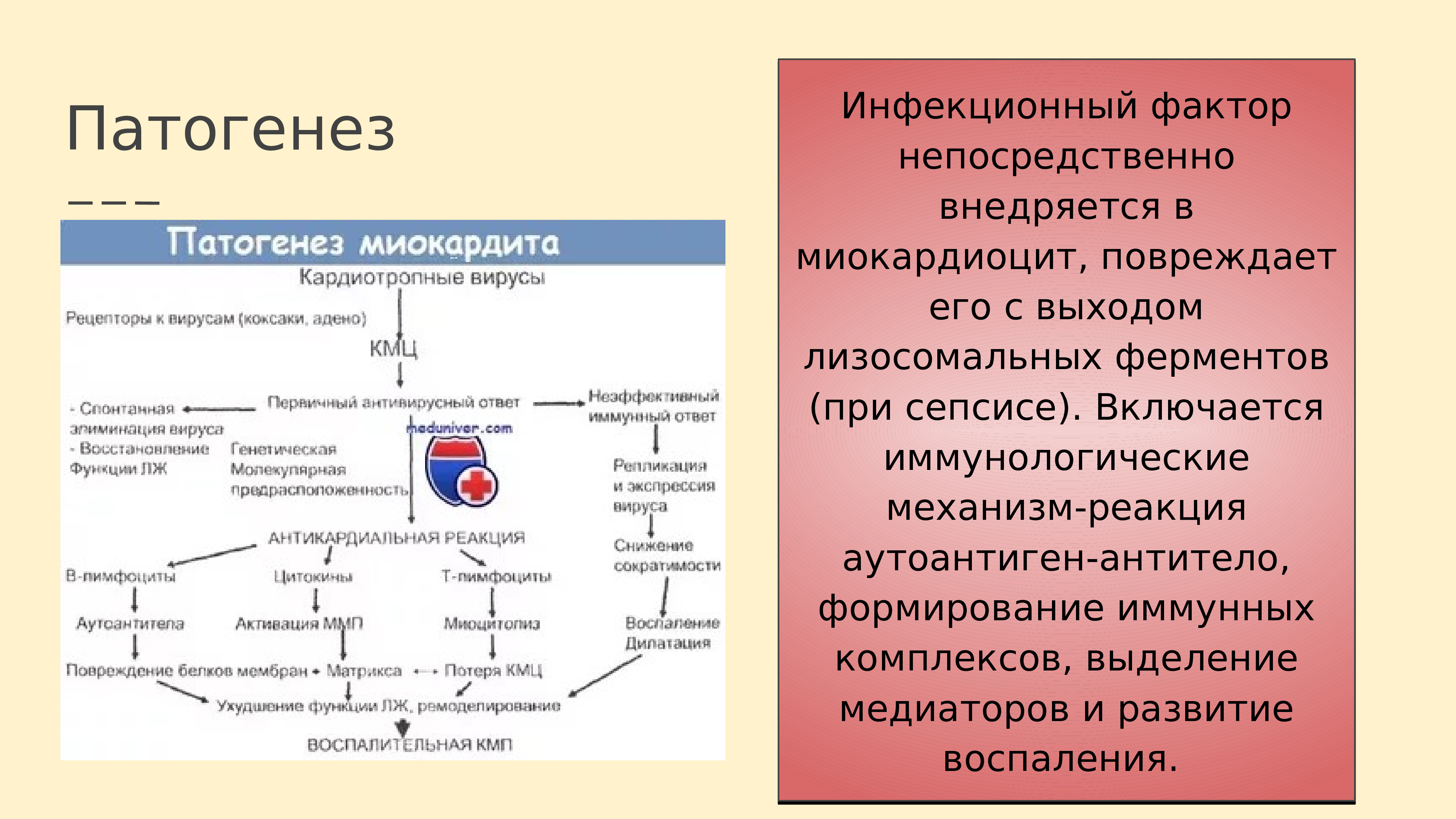 Факторы непосредственно. Патогенез миокардита. Патогенез инфекционного миокардита. Миокардит этиология патогенез. Патогенез вирусного миокардита.