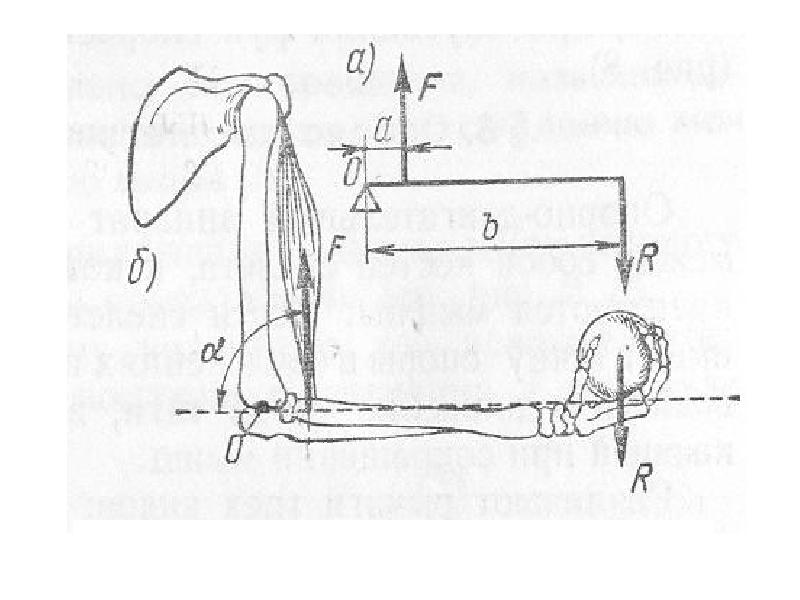 Роды рычагов биомеханика. Рычаги одноплечие в биомеханике. Рычаг 2 рода примеры. Рычаг равновесия 1 рода. Роды рычагов биомеханика.