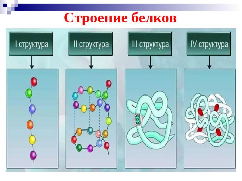 Клетки из белков белки. Белки состав и строение. Строение и структура белков. Строение белков и структуры белка. Структура белков и их строение.