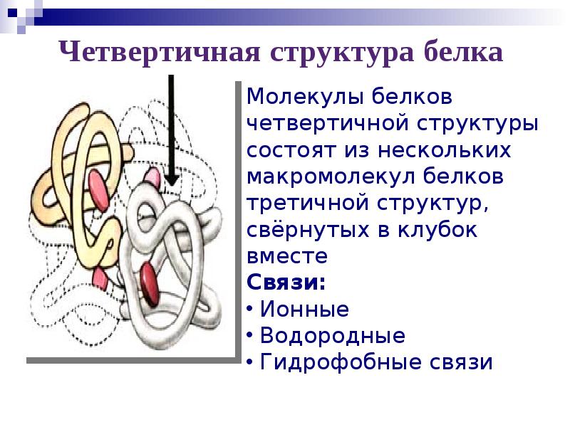 Четвертичная структура белка картинка