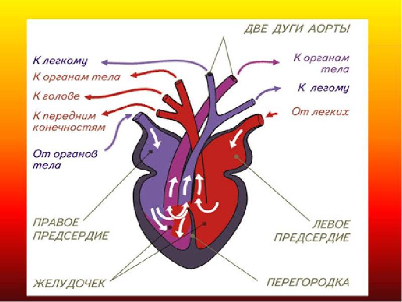 Презентация эволюция кровеносной системы животных 7 класс