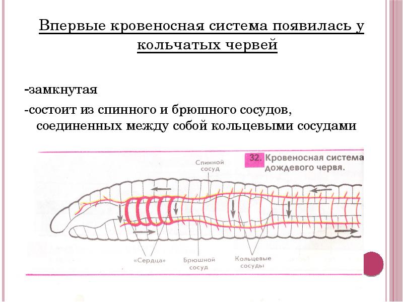 Сравните между собой рисунки кровеносной системы у разных животных