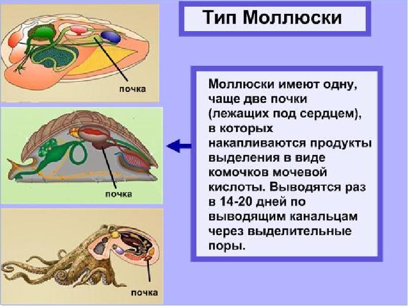 Презентация эволюция кровеносной системы животных 7 класс