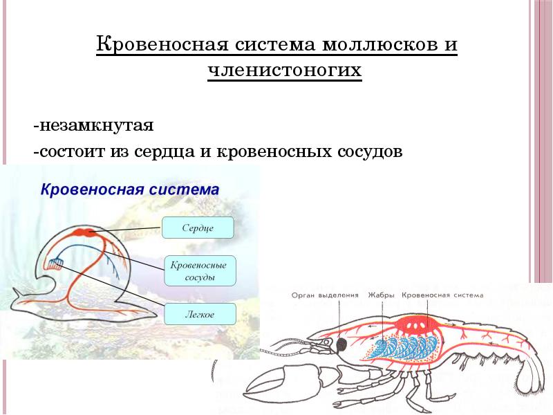 Проект кровеносная система