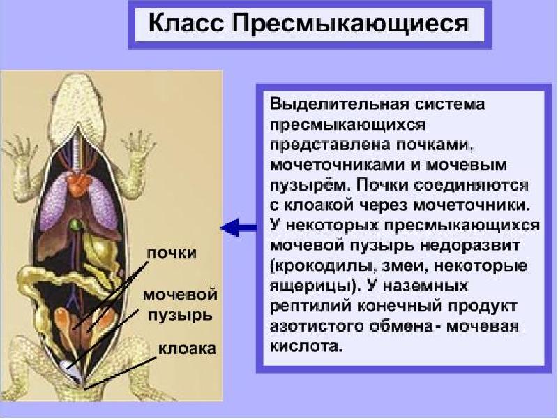 Если в процессе эволюции у животного сформировалась кровеносная система изображенный на рисунке