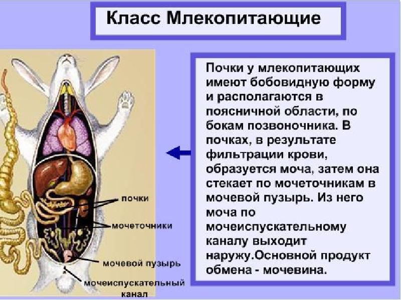 Презентация эволюция кровеносной системы животных 7 класс